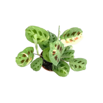 Maranta leuconeura kerchoveana variegata 12-plantlovers-20-1-Photoroom.png