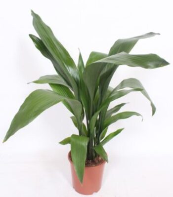 aspidistra eliator schusterpalme plantlovers 19