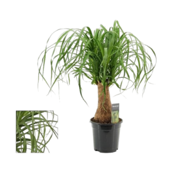 Beaucarnea recurvata elefantenfuss nolina longifolia plantlovers