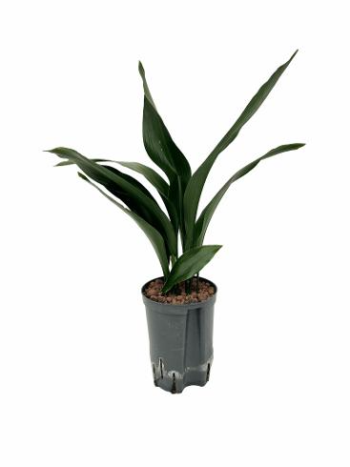 Aspidistra Elatior Schusterpalme Hydrokultur 1519 60