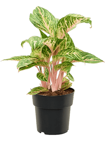 Aglaonema Cocomelon Kolbenfaden cocomelon 19 plantlovers 55