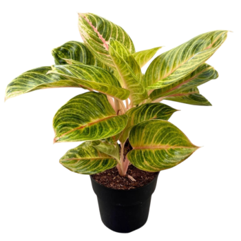 Aglaonema Rose parakeet 19 Kolbenfaden