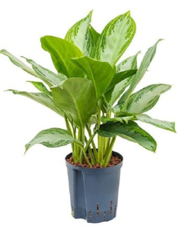 Aglaonema silver bay kolbenfaden hydrokultur 1819 plantlovers 50