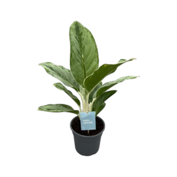 Aglaonema commutatum Cinto Queen 14