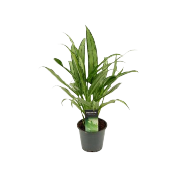 Aglaonema cutlass 12
