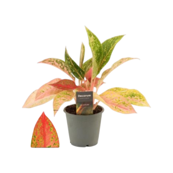 Aglaonema prestige 12