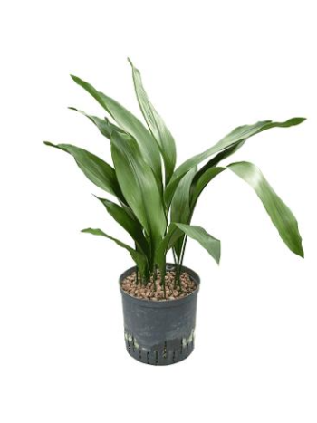 Aspidistra Elatior Schusterpalme 2219 Hydrokultur 80
