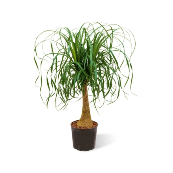 Beaucarnea recurvata hydrokultur 1819