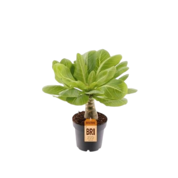 Brighamia insignis Hawaii palme 14