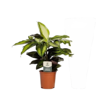 Calathea Pinstripe Korbmarante 14