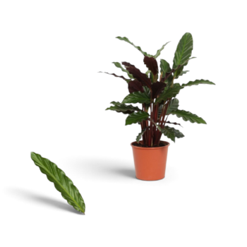Calathea rufibarba Wavestar