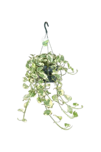 Epipremnum aureum N'Joy ampel 17