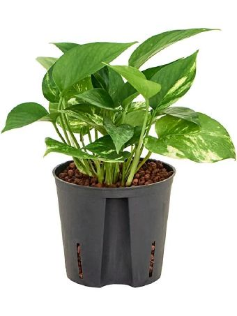 Epipremnum aureum scindapsus efeutute hydrokultur-13