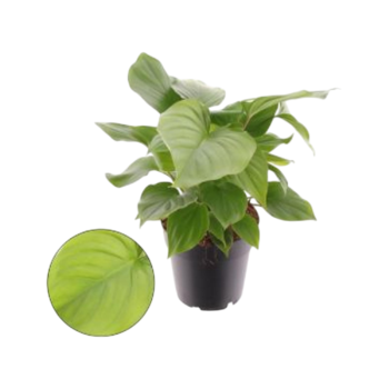 Homalomena rubescens maggy 14