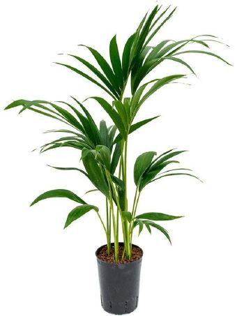 Howea forsteriana Kentiapalme 1519