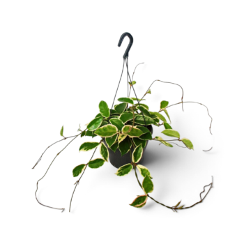 Hoya carnosa Krimson Queen Hängepflanze Ampel