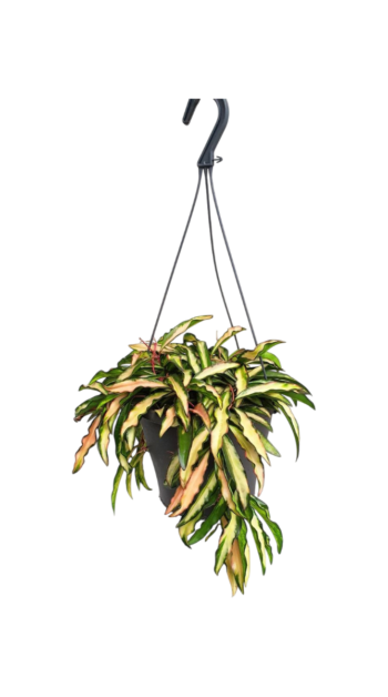 Hoya wayetii tricolor Wachsblume 14