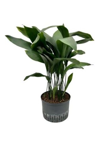 Aspidistra elatior Schusterpalme Hydrokultur