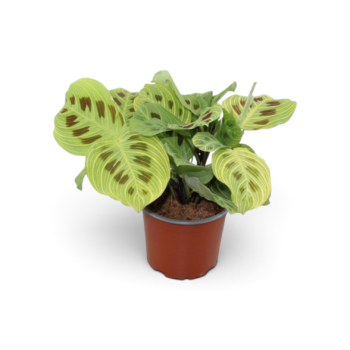 Maranta leuconeura light veins korbmarante