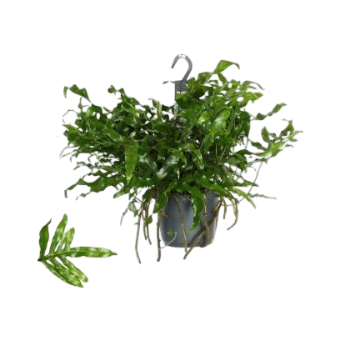 Microsorum diversifolium Kängurufarn A17