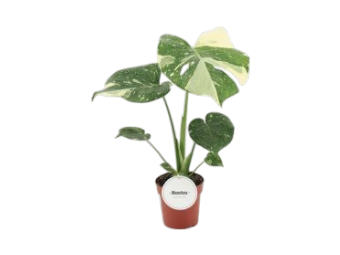 monstera thai constellation 12 fensterblatt