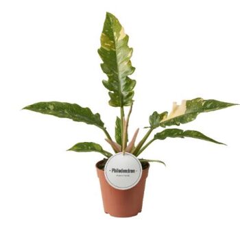 Philodendron Ring of Fire 12