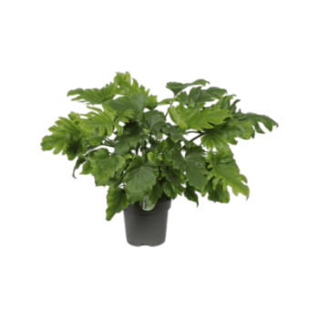 Philodendron bipinnatifidum Little Hope