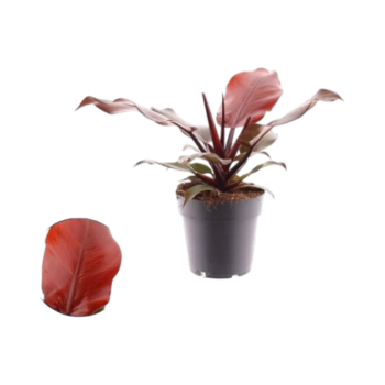 Philodendron cherry red 14