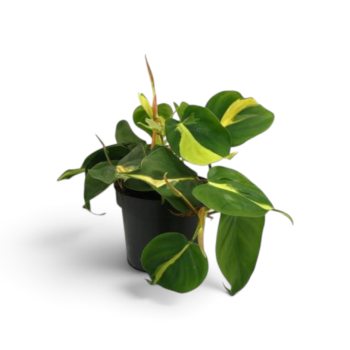 Philodendron scandens Brasil