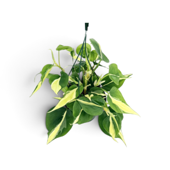 Philodendron scandens Silver Stripe Baumfreund a151