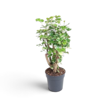 Polyscias balfouriana Fiederaralie 17