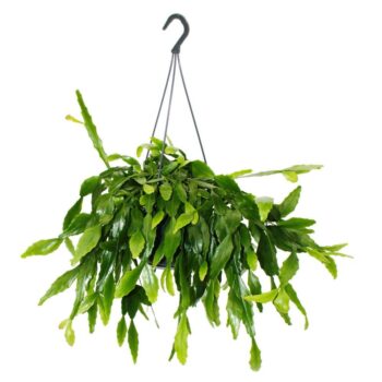 Rhipsalis crispata Binsenkaktus 15