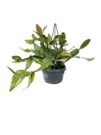 Rhipsalis elliptica Korallenkaktus Ampel Hängetopf Hängepflanze