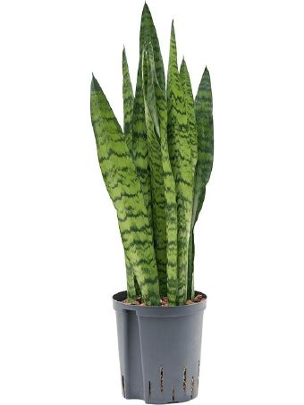 Sansevieria trifasciata zeylanica bogenhanf 18-hydrokultur