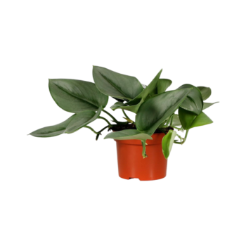 Scindapsus treubii Moonlight Efeutute