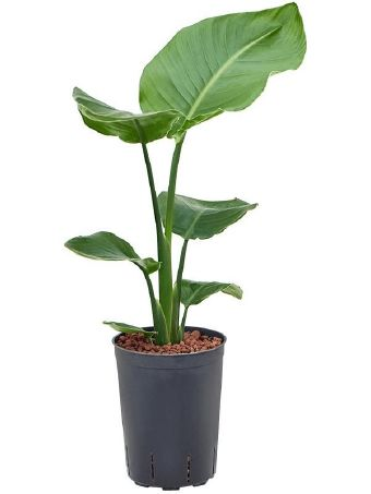 Strelitzia nicolai Baumstrelitzie 15