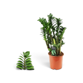 Zamioculcas zamiifolia Zenzi 17