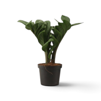 Zamioculcas zamiifolia Zenzi Gluecksfeder Minipflanze