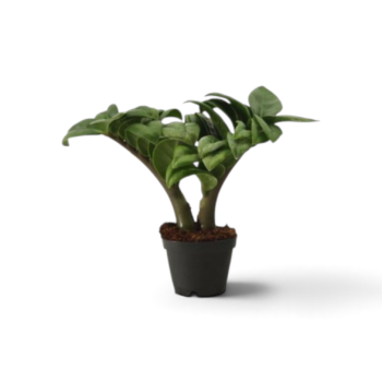 Zamioculcas zamiifolia Zenzi gluecksfeder-Mini-Babypflanze-06