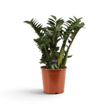 Zamioculcas zamiifolia Zenzi 65