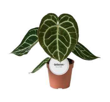 anthurium crystallinum