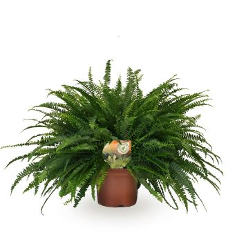 nephrolepis exaltata 21