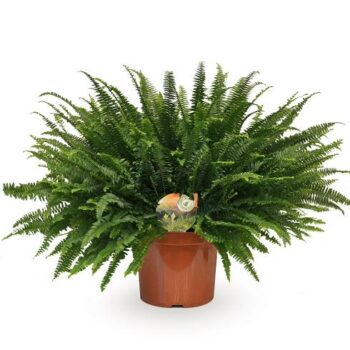 nephrolepis exaltata 26