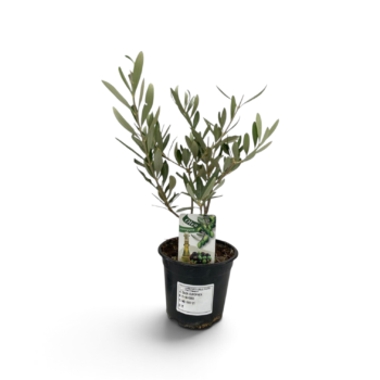 olivenbaum olea busch