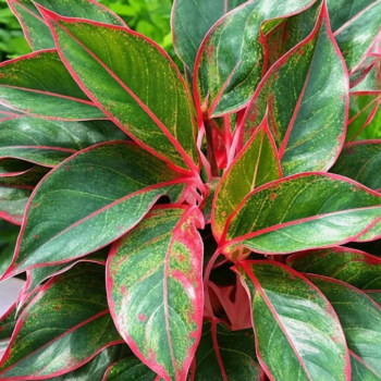 Aglaonema Siam red Kolbenfaden 12