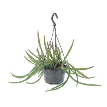 Aporocactus melanie schlangenkaktus 14 ampel hängetopf