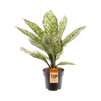 Dieffenbachia white etna Dieffenbachie Zimmerpflanze Büropflanze plantlovers schweiz
