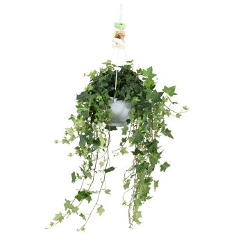 hedera helix pittsburgh ampel efeu 17