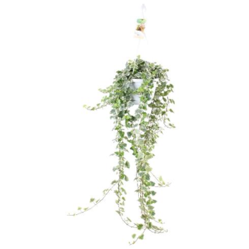 hedera helix white wonder 90