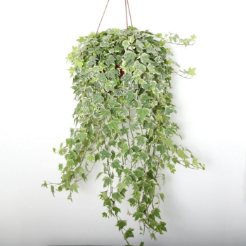 Hedera helix White Wonder (Efeu panchiert) - Ampel